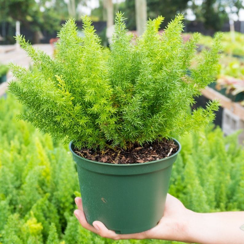 Asparagus densiflorus ( Asparagus Fern / Foxtail Fern )